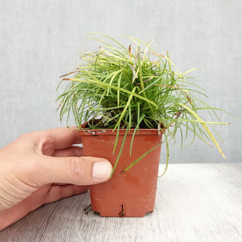 Amostra de Ophiopogon chingii Vaso de 8/9 cm tal como entregue no verão