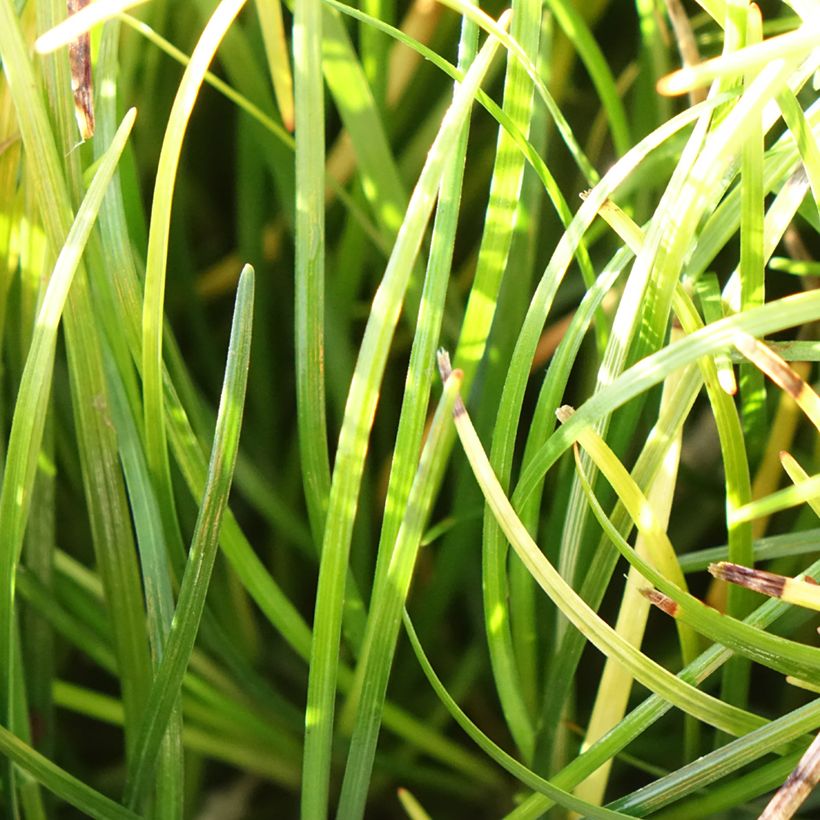 Ophiopogon chingii (Folhagem)
