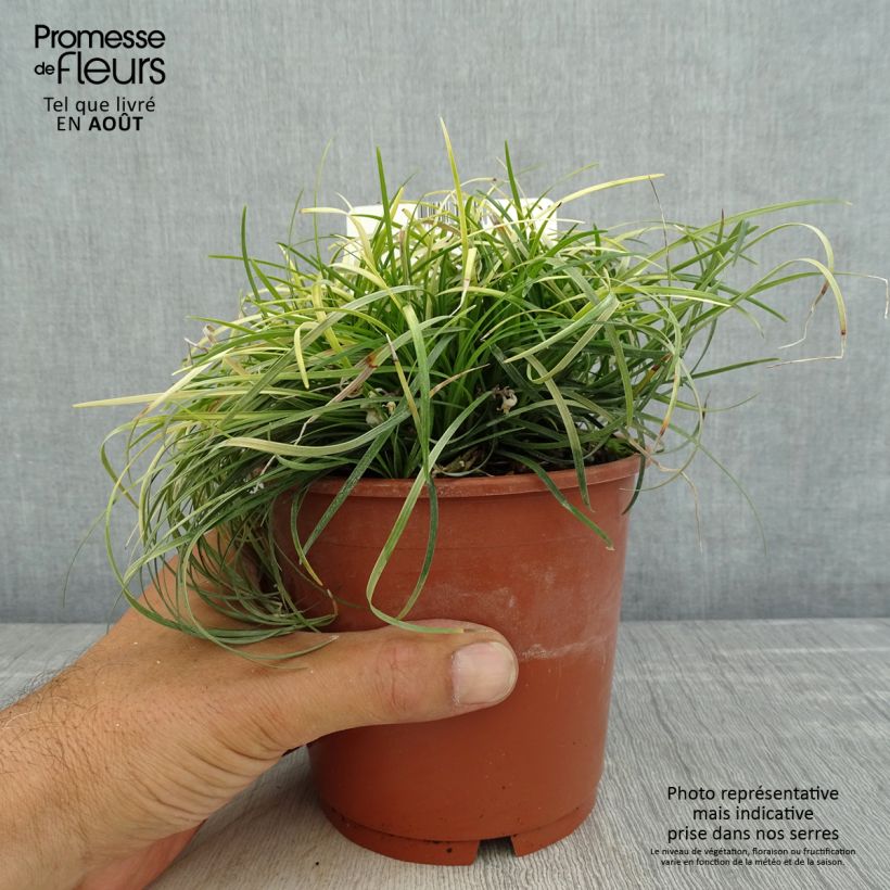 Amostra de Ophiopogon chingii Vaso de 1 L/1,5 L tal como entregue no verão