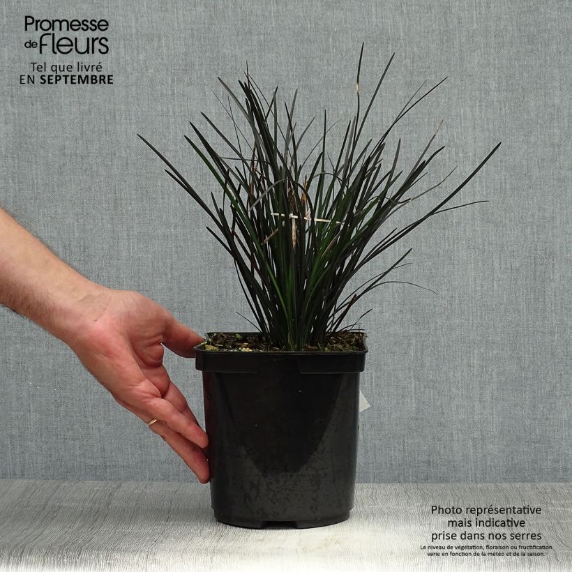 Amostra de Ophiopogon planiscapus Hosoba Kokuryu Vaso de 2 L/3 L tal como entregue no outono