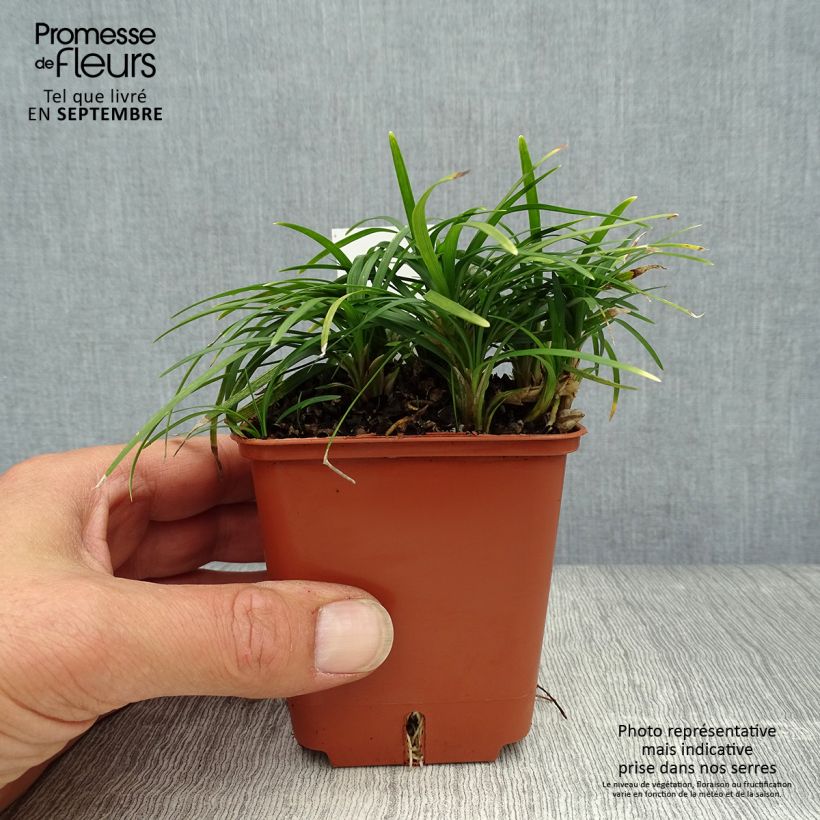 Amostra de Ophiopogon japonicus Minor Vaso de 8/9 cm tal como entregue no outono