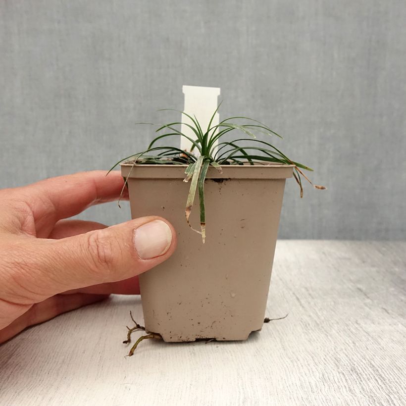 Amostra de Ophiopogon japonicus Minor Vaso de 8/9 cm tal como entregue no verão