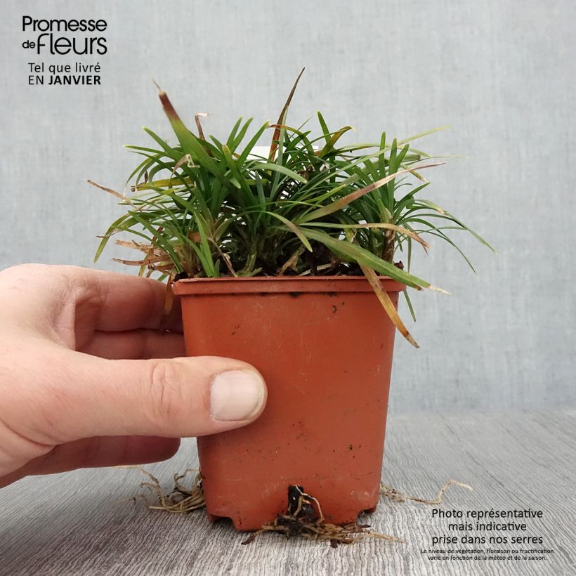 Amostra de Ophiopogon japonicus Minor Vaso de 8/9 cm tal como entregue no inverno