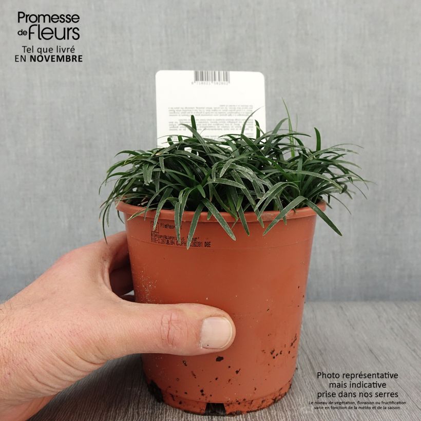 Amostra de Ophiopogon japonicus Minor Vaso de 1 L/1,5 L tal como entregue no outono