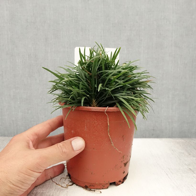 Amostra de Ophiopogon japonicus Minor Vaso de 1 L/1,5 L tal como entregue no verão