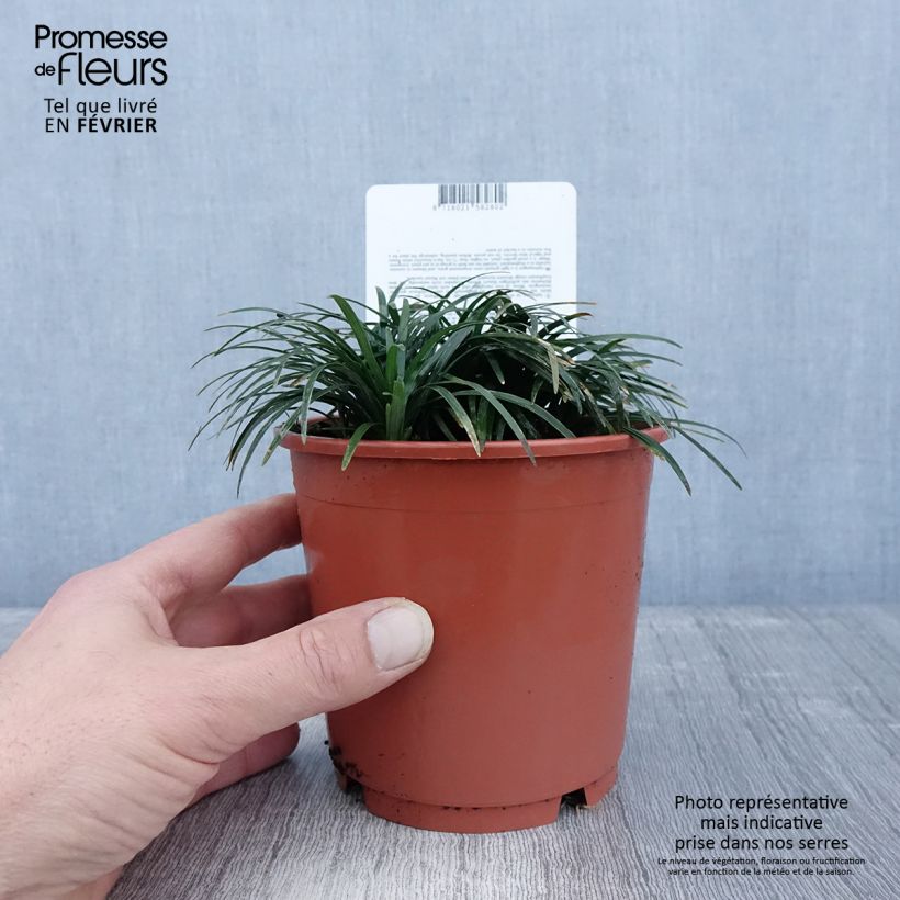 Amostra de Ophiopogon japonicus Minor Vaso de 1 L/1,5 L tal como entregue no inverno