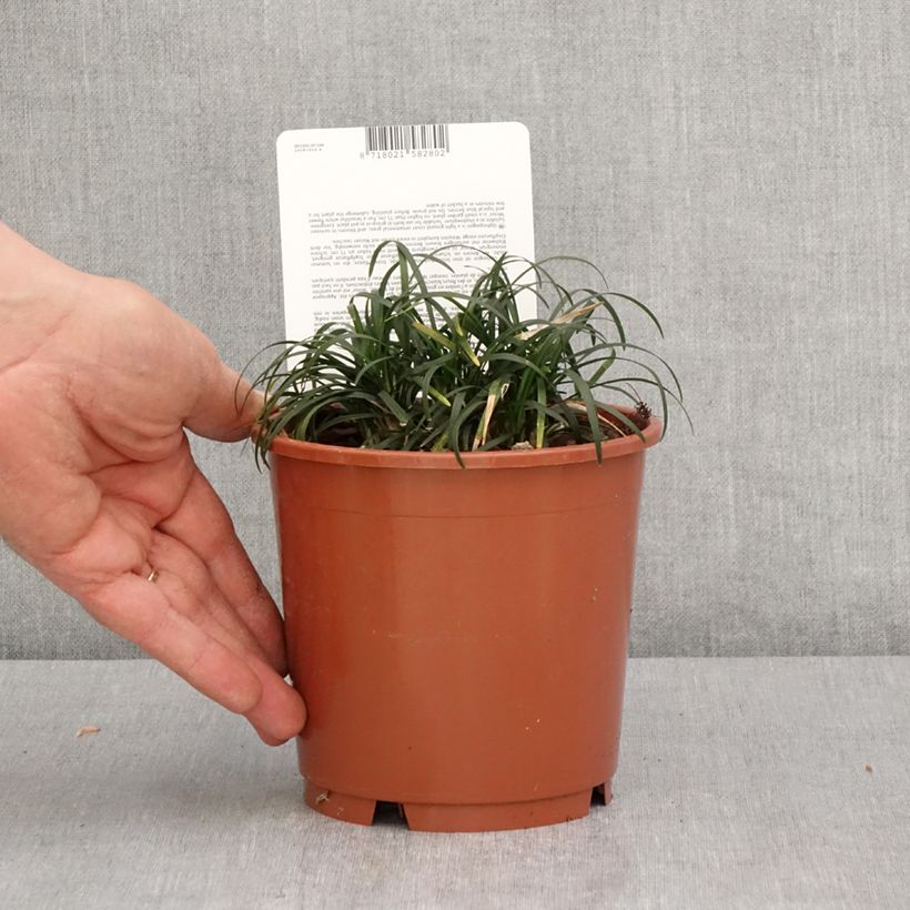 Amostra de Ophiopogon japonicus Minor Vaso de 1 L/1,5 L tal como entregue na primavera
