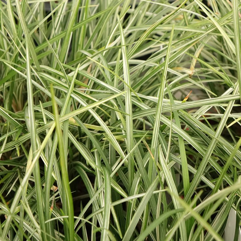 Ophiopogon japonicus Silver Mist (Folhagem)