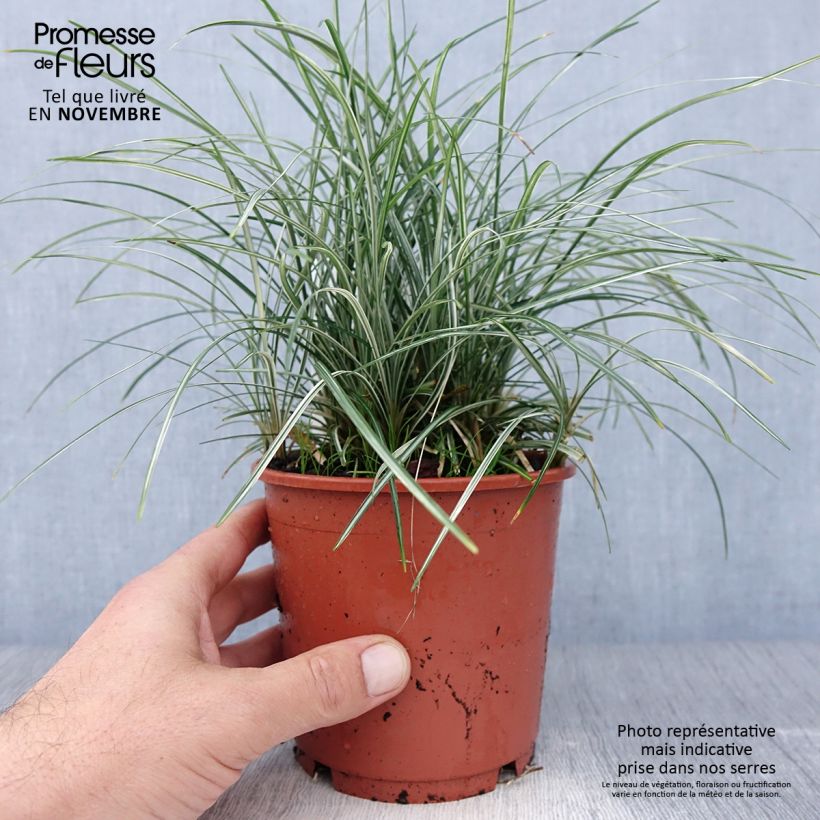 Amostra de Ophiopogon japonicus Silver Mist Vaso de 1 L/1,5 L tal como entregue no outono