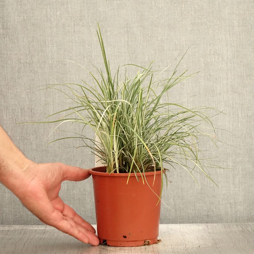 Amostra de Ophiopogon japonicus Silver Mist Vaso de 1 L/1,5 L tal como entregue no verão