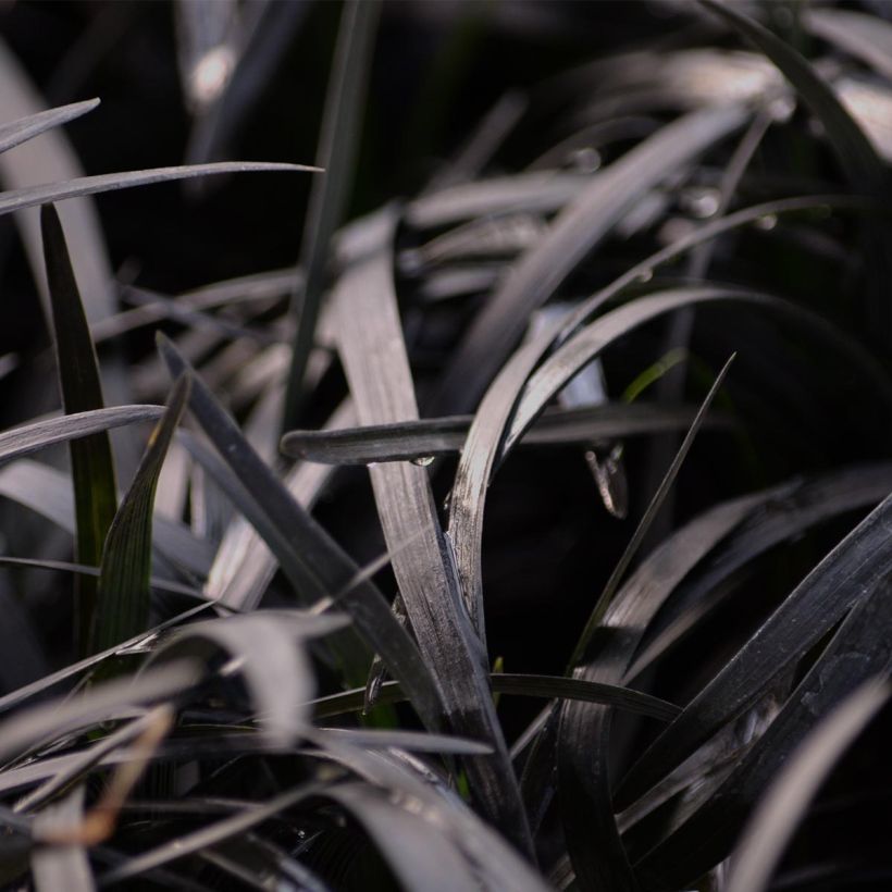 Ophiopogon planiscapus Nigrescens (Folhagem)