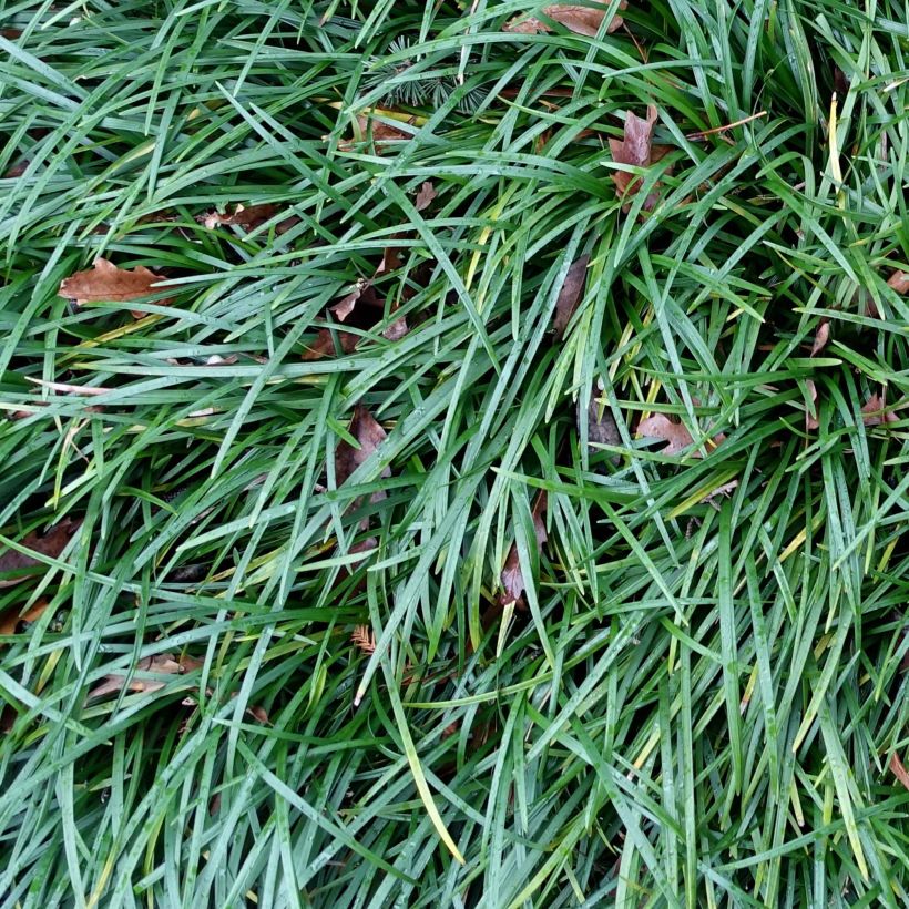 Ophiopogon planiscapus (Folhagem)