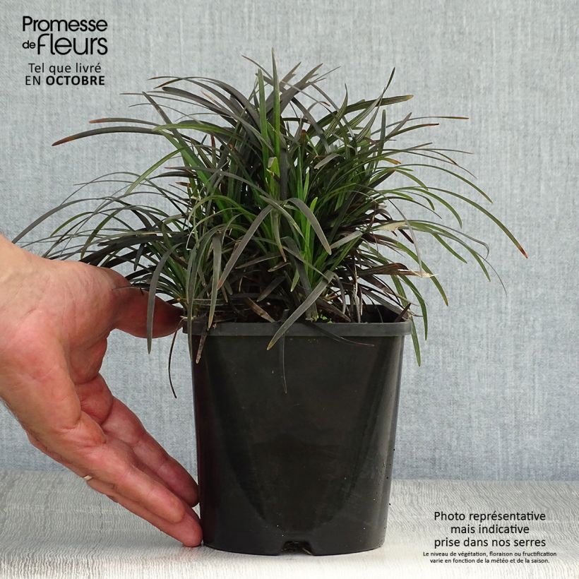 Amostra de Ophiopogon planiscapus Black Dragon Vaso de 1 L/1,5 L tal como entregue no outono