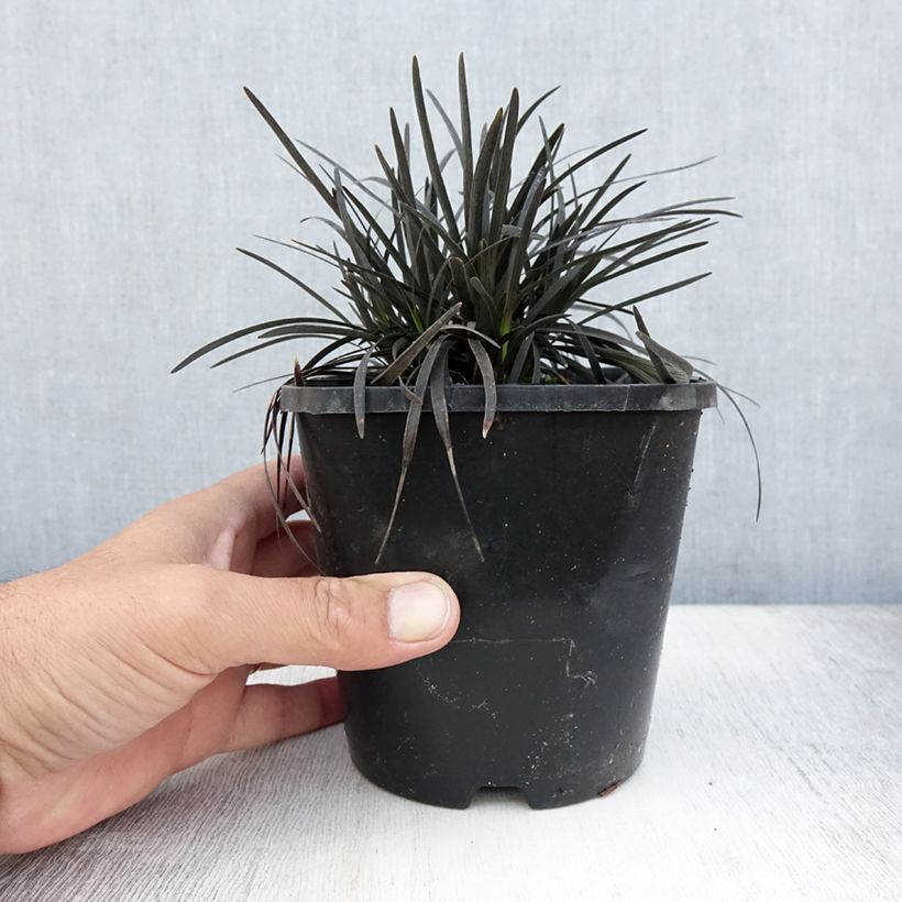 Amostra de Ophiopogon planiscapus Black Dragon Vaso de 1 L/1,5 L tal como entregue no verão