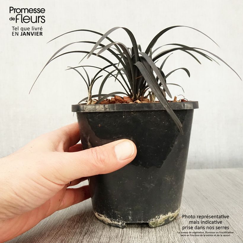 Amostra de Ophiopogon planiscapus Black Dragon Vaso de 1 L/1,5 L tal como entregue no inverno