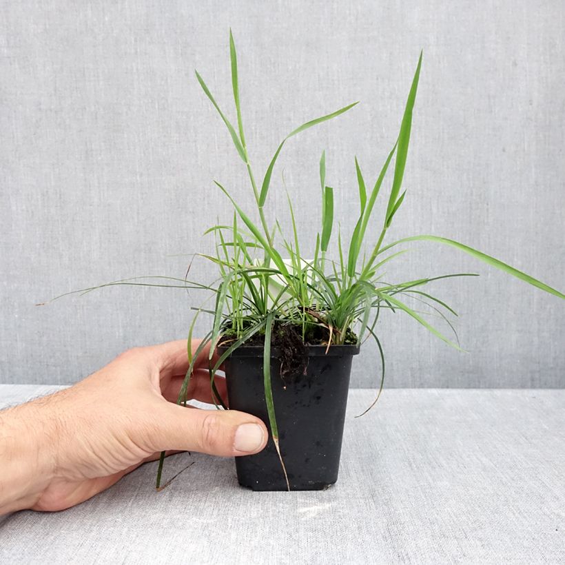 Amostra de Ophiopogon planiscapus Vaso de 8/9 cm tal como entregue no outono