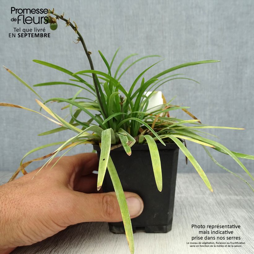 Amostra de Ophiopogon planiscapus Vaso de 8/9 cm tal como entregue no verão