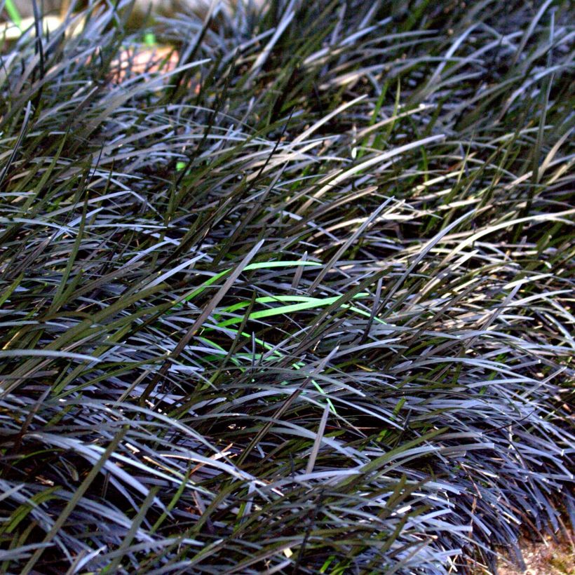 Ophiopogon planiscapus Nigrescens (Hábito)