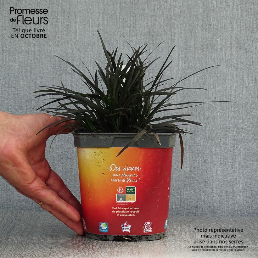 Amostra de Ophiopogon planiscapus Nigrescens Vaso de 2 L/3 L tal como entregue no outono