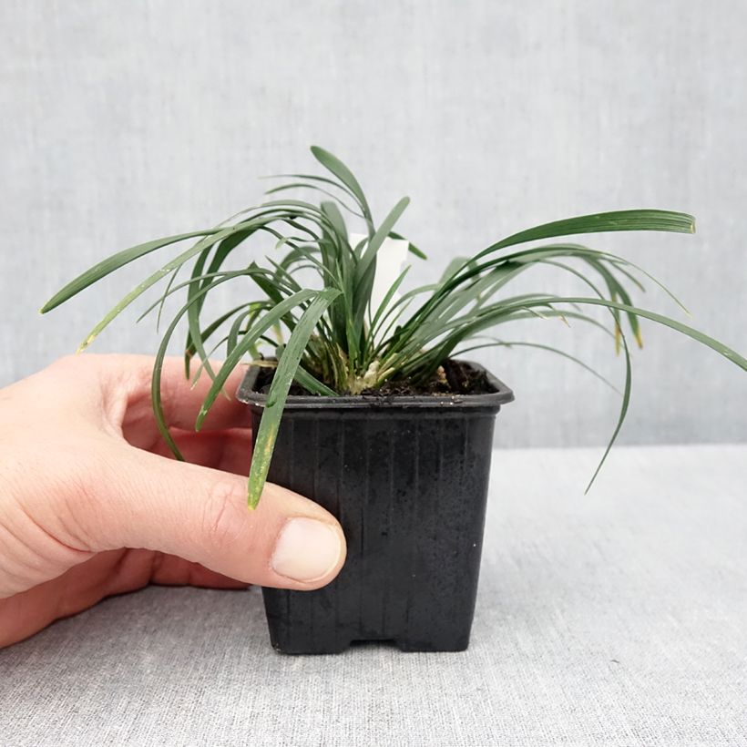 Amostra de Ophiopogon planiscapus Olivaceus Vaso de 8/9 cm tal como entregue na primavera