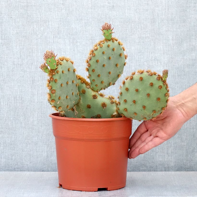 Amostra de Opuntia aciculata - Cactus raquette Pot de 4L/5L tal como entregue no inverno