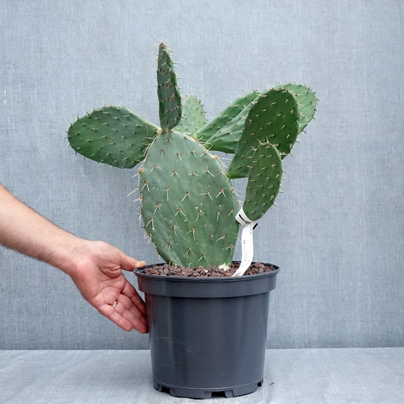 Amostra de Opuntia engelmannii var. alta Vaso de 4 L/5 L tal como entregue no verão