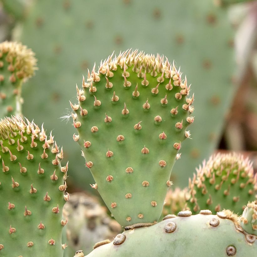 Opuntia basilaris (Folhagem)