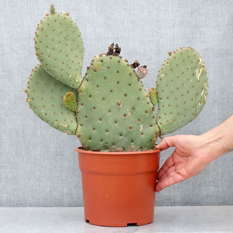 Amostra de Opuntia basilaris - Cactus raquette Pot de 4L/5L tal como entregue no inverno