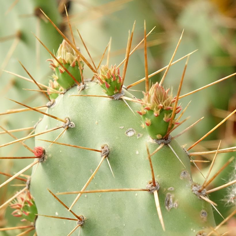 Opuntia bergeriana (Folhagem)