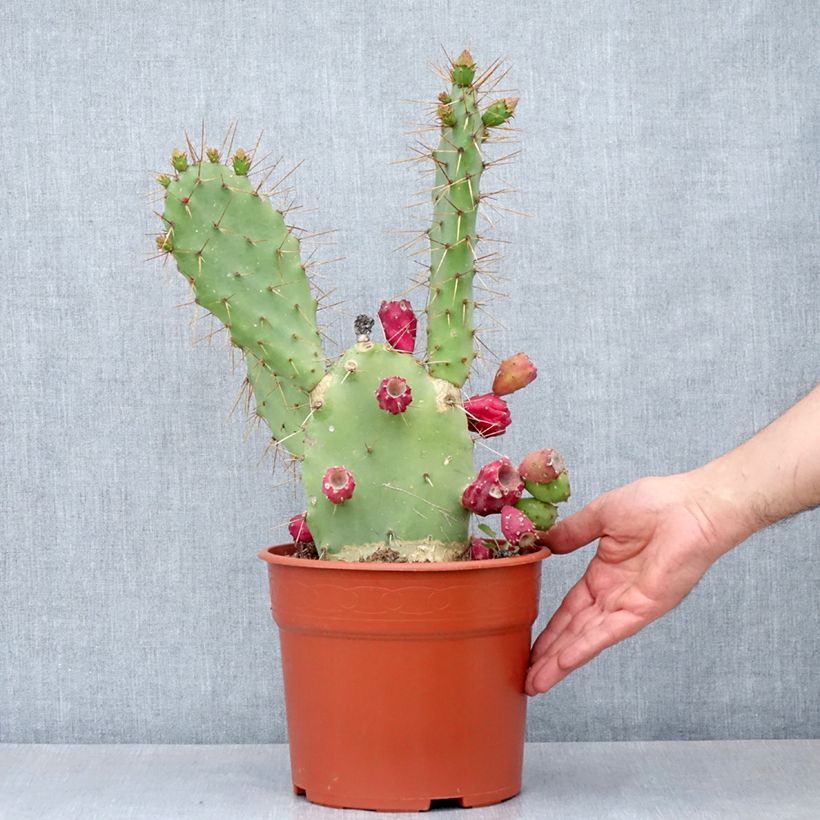Amostra de Opuntia bergeriana - Cactus raquette Pot de 4L/5L tal como entregue no inverno