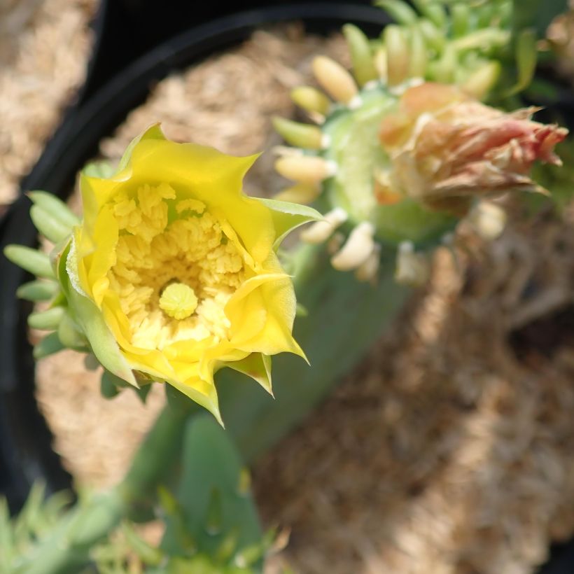 Opuntia cacanapa Ellisiana (Floração)
