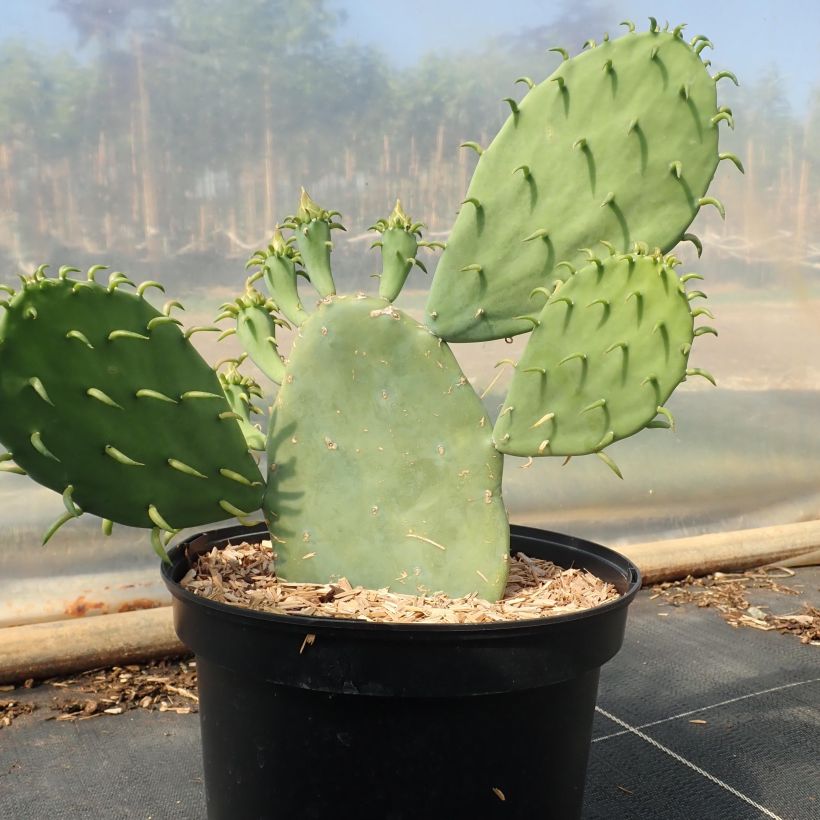 Opuntia cacanapa Ellisiana (Hábito)