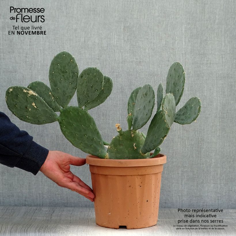 Amostra de Opuntia cacanapa Ellisiana Vaso de 4 L/5 L tal como entregue no outono