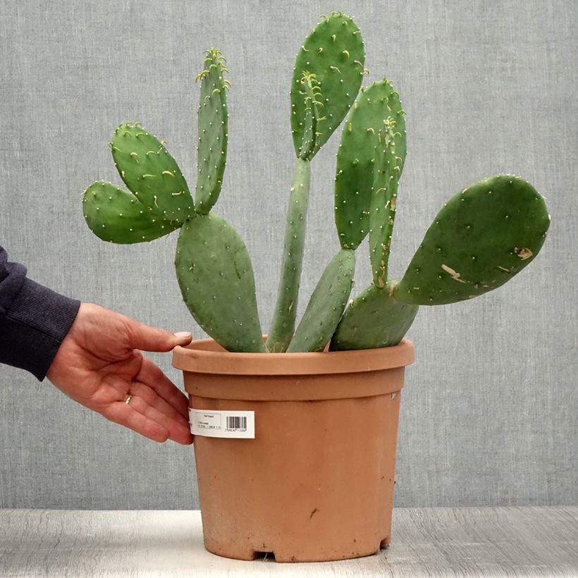 Amostra de Opuntia cacanapa Ellisiana Vaso de 4 L/5 L tal como entregue no verão