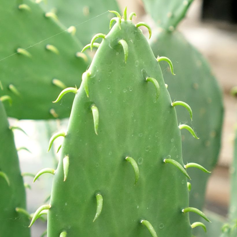 Opuntia cacanapa Ellisiana (Folhagem)