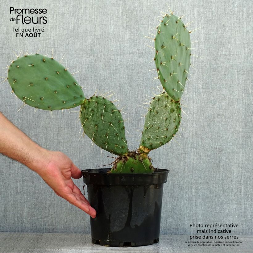 Amostra de Opuntia discata Vaso de 4 L/5 L tal como entregue no verão