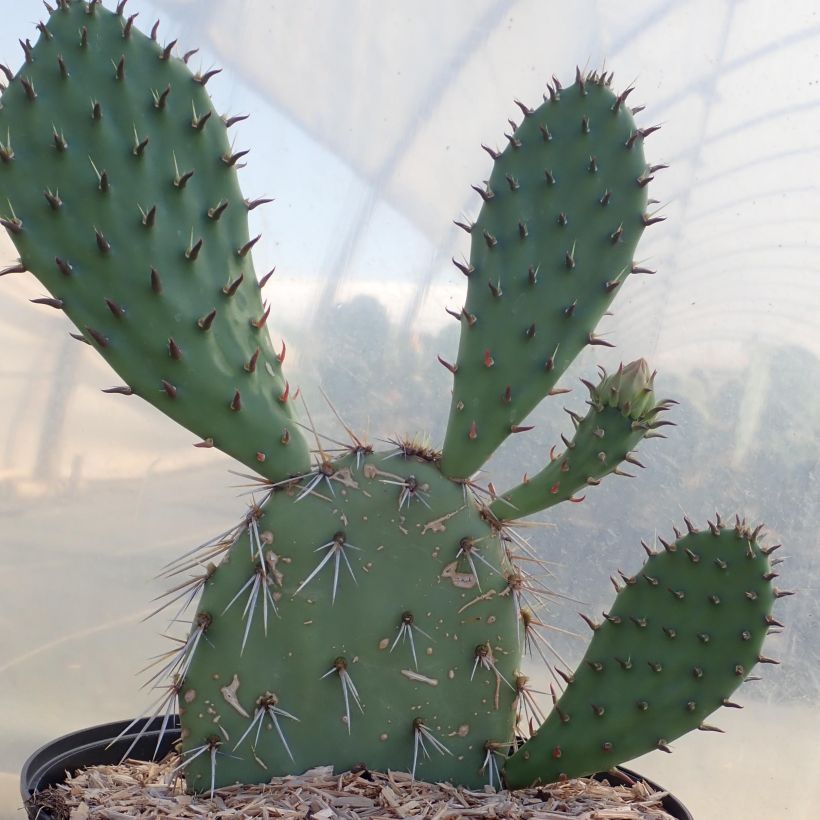 Opuntia dulcis (Hábito)