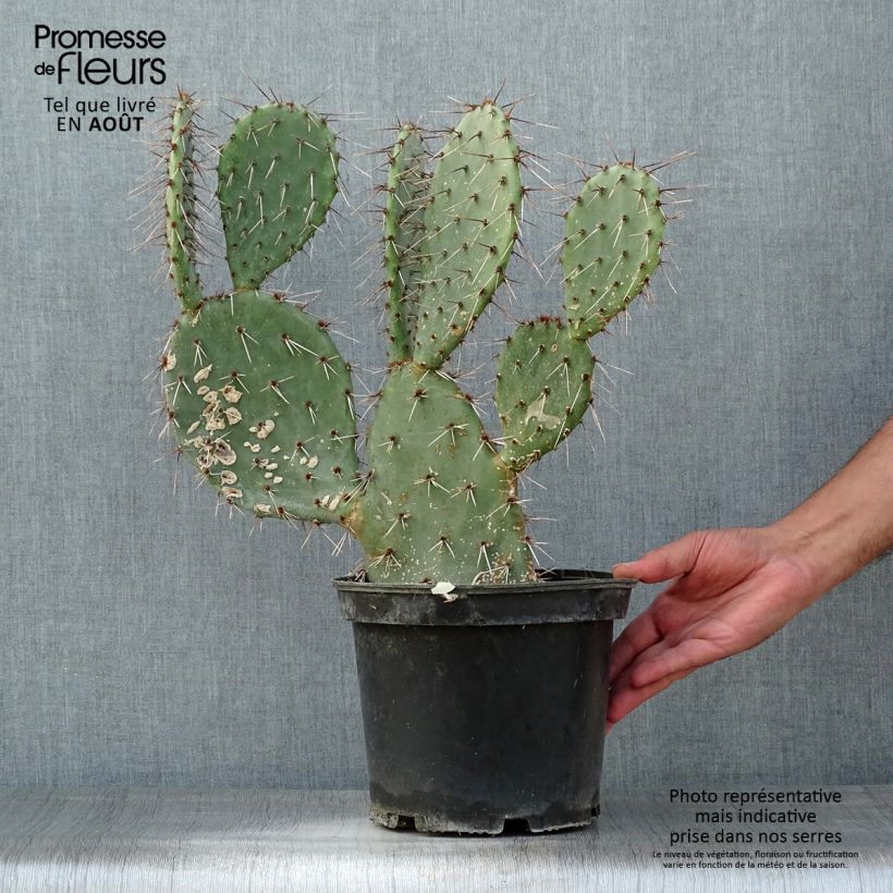 Amostra de Opuntia dulcis Vaso de 4 L/5 L tal como entregue no verão