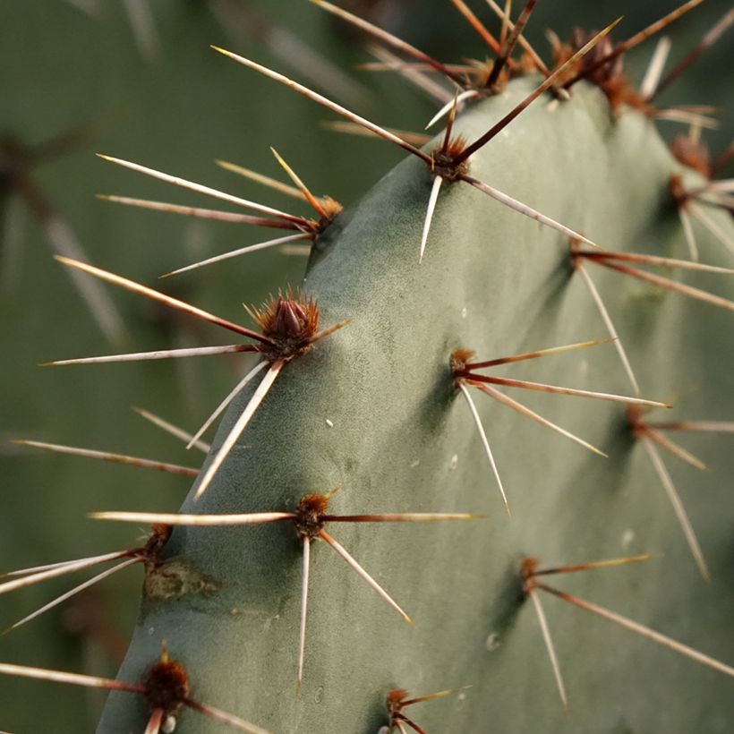 Opuntia dulcis (Folhagem)