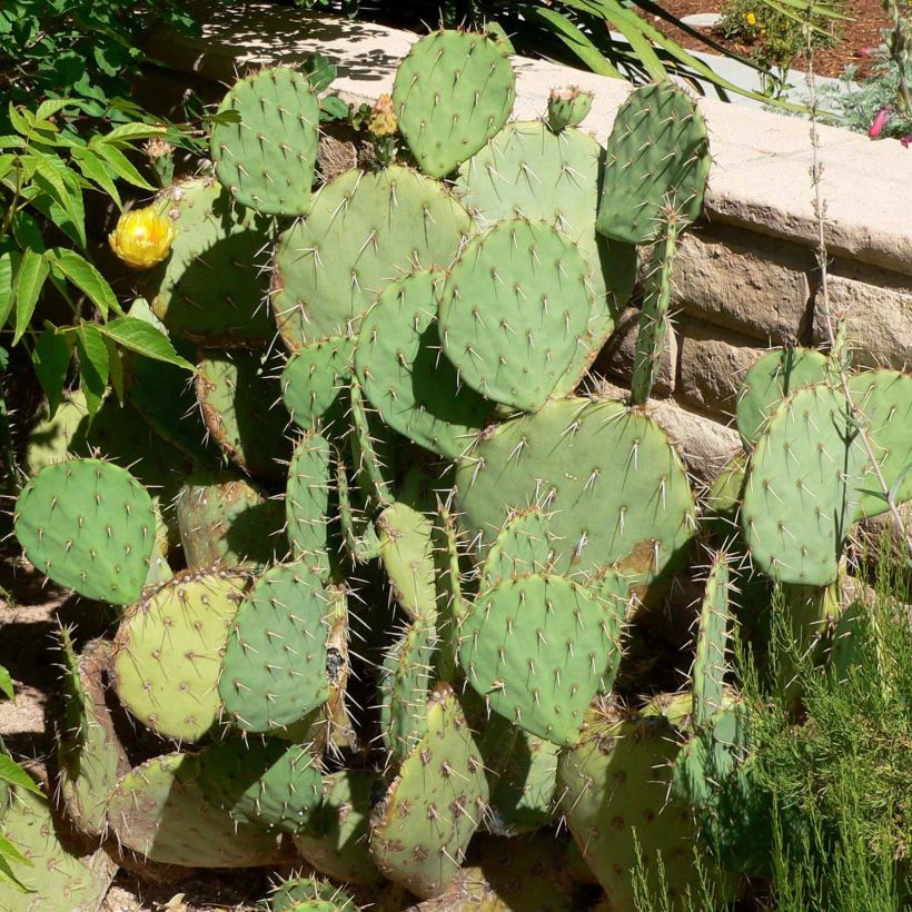 Opuntia engelmannii - Cacto-orelha-de-coelho (Hábito)