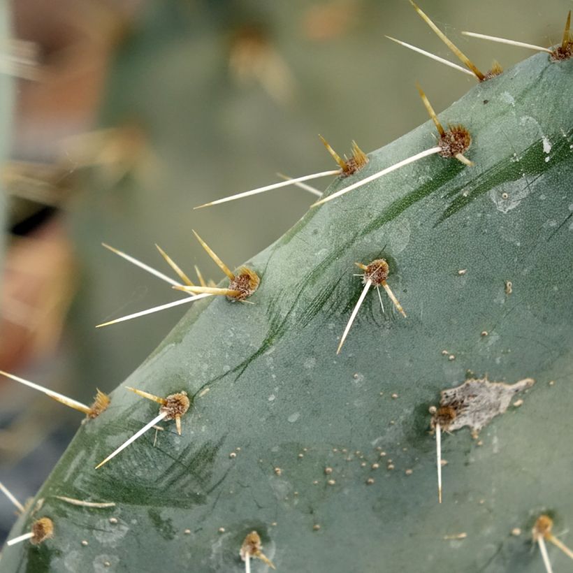 Opuntia engelmannii Belen (Folhagem)