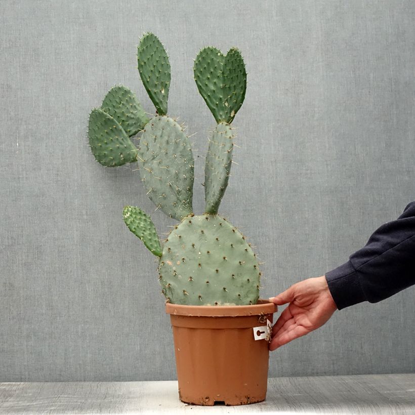 Amostra de Opuntia engelmannii - Cacto-orelha-de-coelho Vaso de 4 L/5 L tal como entregue no verão