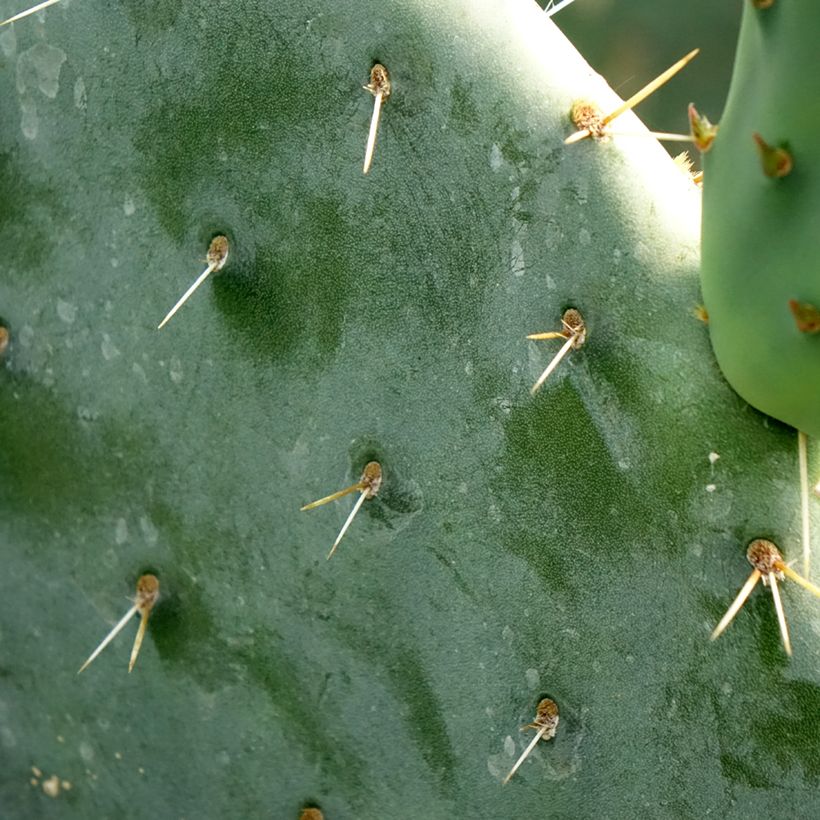 Opuntia engelmannii - Cacto-orelha-de-coelho (Folhagem)
