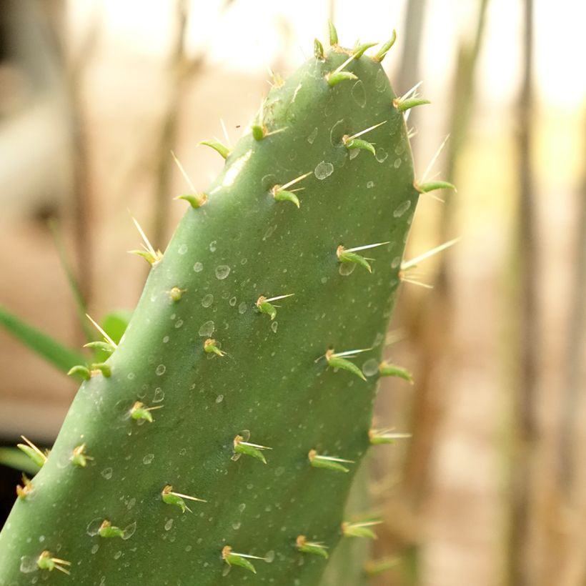 Opuntia engelmannii var. lindheimeri (Folhagem)