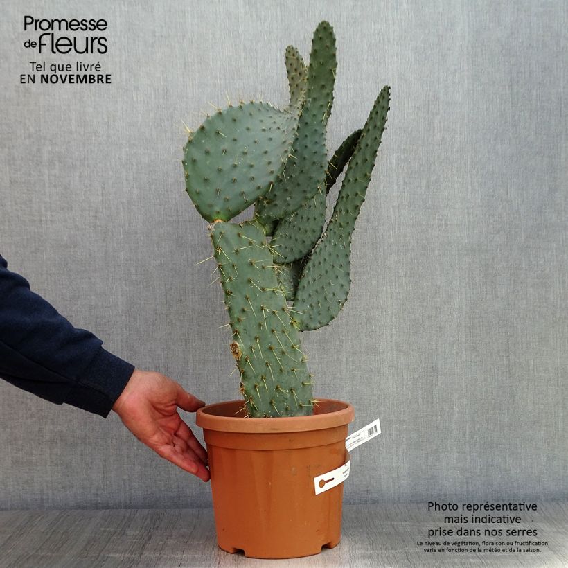 Amostra de Opuntia engelmannii var. linguiformis Vaso de 4 L/5 L tal como entregue no outono