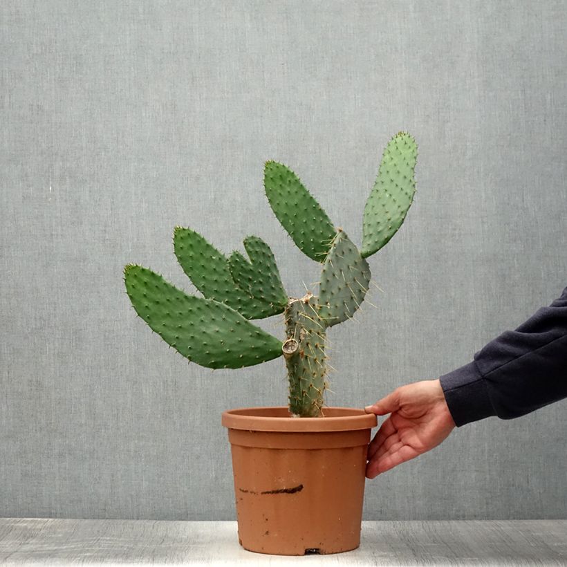 Amostra de Opuntia engelmannii var. linguiformis Vaso de 4 L/5 L tal como entregue no verão