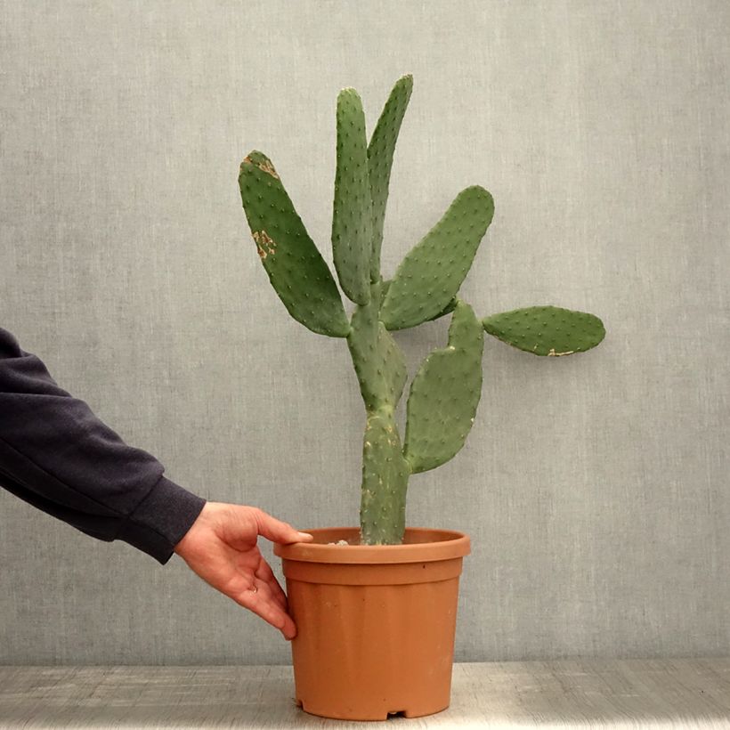 Amostra de Opuntia engelmannii var. linguiformis Vaso de 4 L/5 L tal como entregue na primavera
