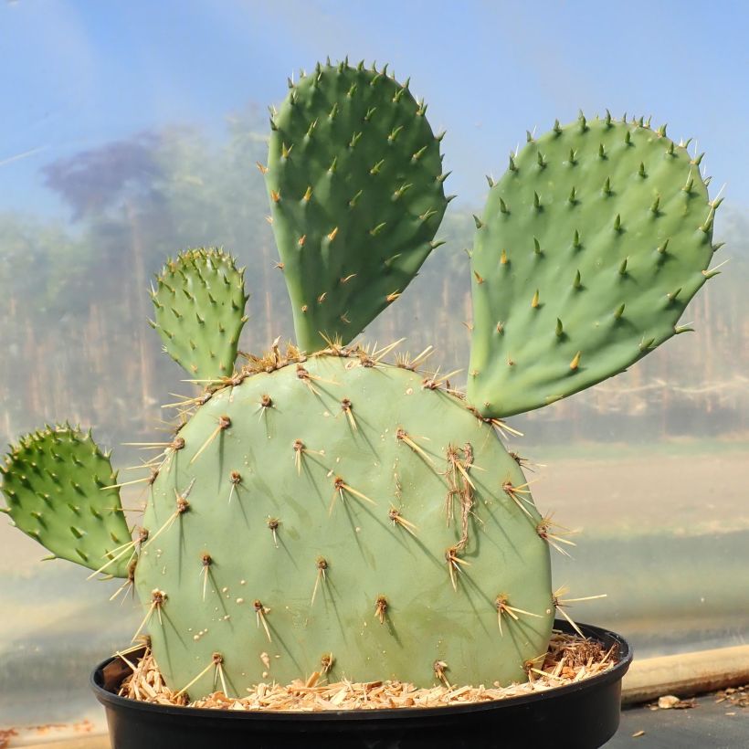 Opuntia engelmannii var. rastrera (Hábito)