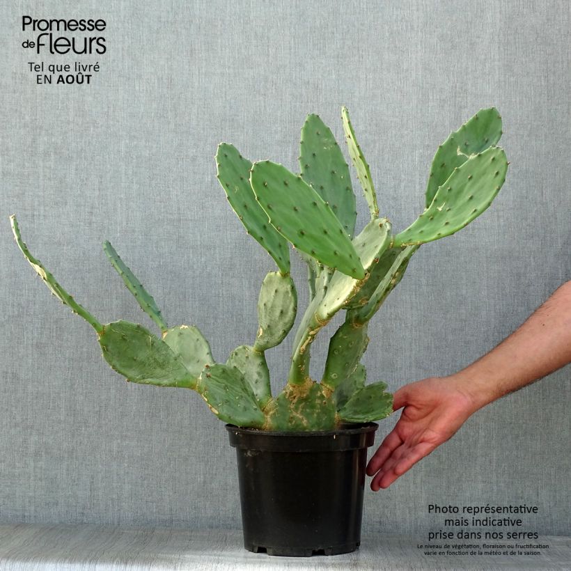 Amostra de Opuntia engelmannii var. rastrera Vaso de 4 L/5 L tal como entregue no verão