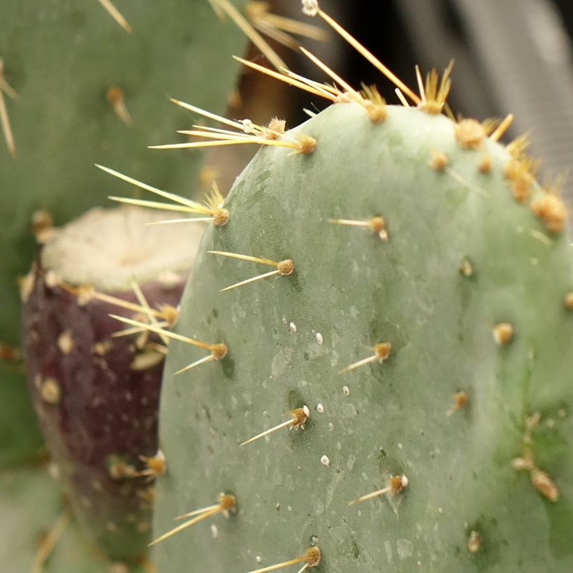Opuntia engelmannii var. rastrera (Folhagem)